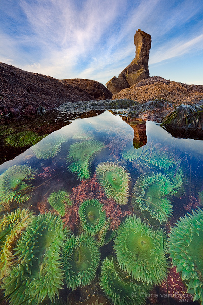 Sea Anemones in a rich tide pool along the Olympic Coast