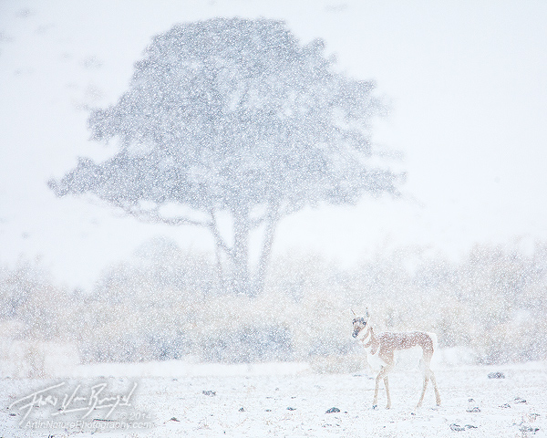 Pronghorn, Snowstorm, Yellowstone National Park