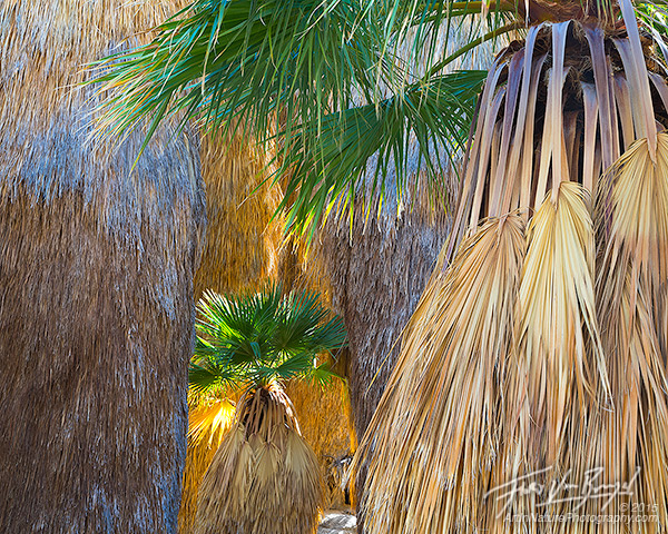 Bearded Palm Trees, Oasis, Anza-Borrego State Park