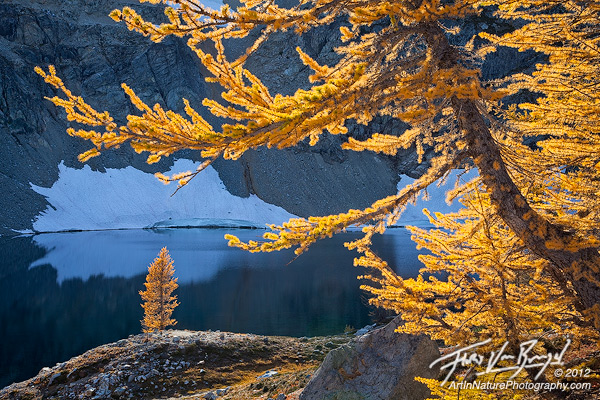 Autumn Larches, North Cascades, Washington