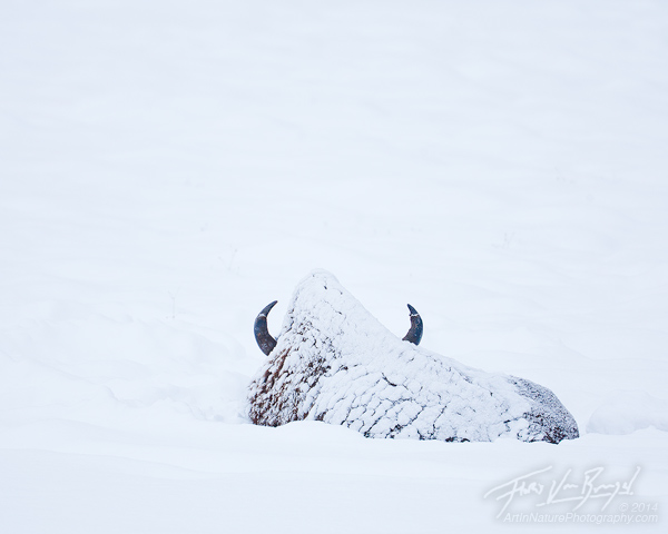 Bison in Snow, Lamar Valley, Yellowstone National Park