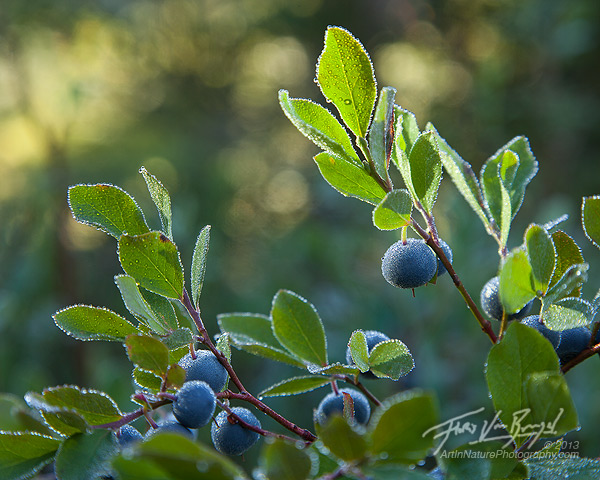 Cascade Bilberries, North Cascades, Washington