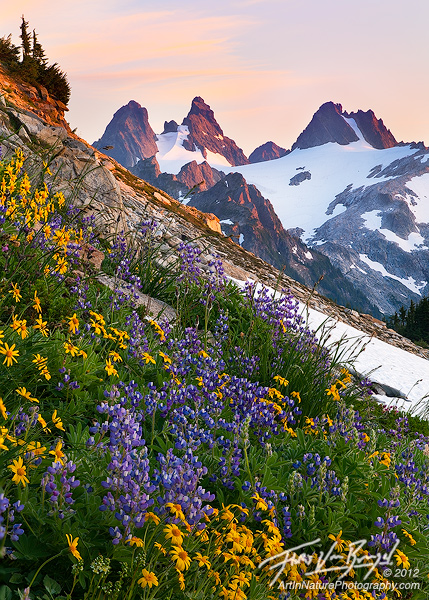 Alpine Wildflowers in the Cascades, Alpine Lakes Wilderness, Washington