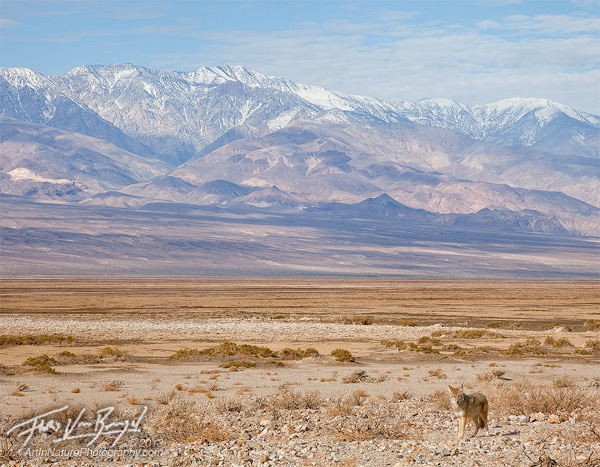 Coyote, Death Valley National Park, Telescope Peak