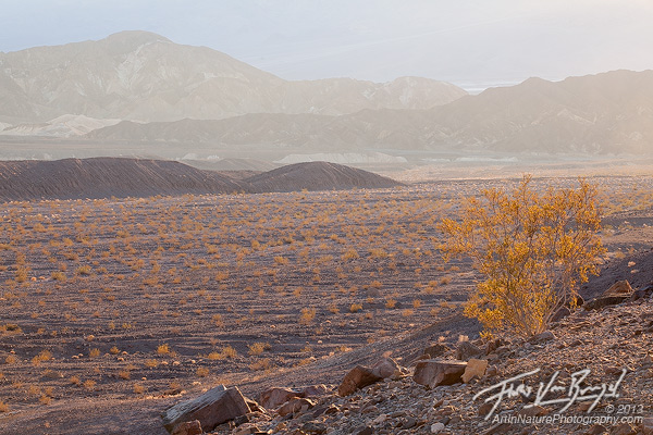Creosote, Death Valley National Park, California