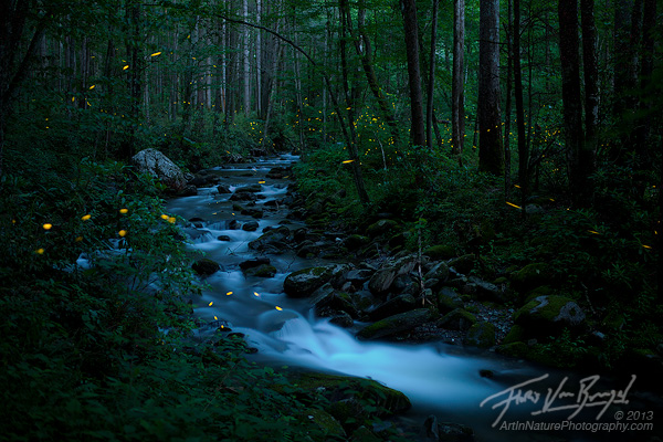 Fireflies Smoky Mountains, Synchronous, Tennessee