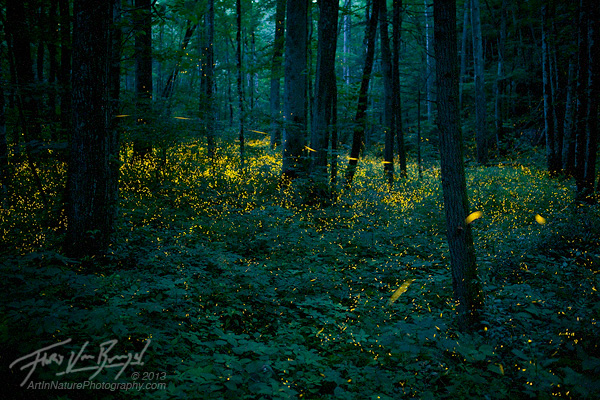 Fireflies in Forest, Smoky Mountains, Tennessee 