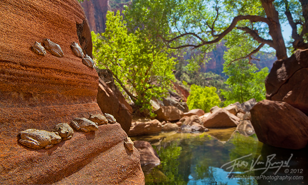 Canyon Tree Frogs in Zion National Park, Pine Creek Canyon, Southwest