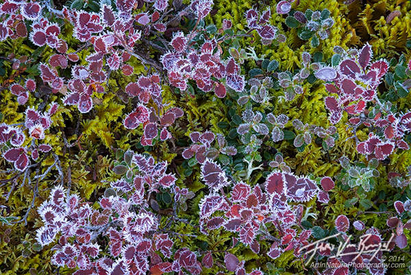 Frosted Blueberry Bushes, Brooks Range, Alaska