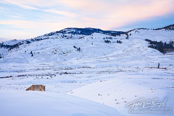 Hunting Coyote, Lamar Valley, Yellowstone National Park