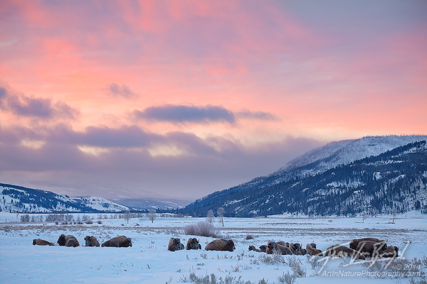 Bison Herd at Sunrise, Lamar Valley, Yellowstone National Park