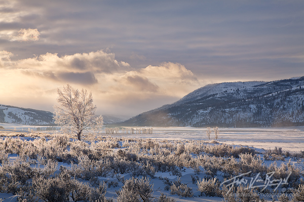 Frosted Trees, Lamar Valley, Yellowstone National Park