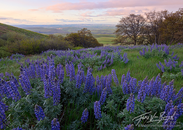 Lupine, Spring Flowers, Columbia River Gorge
