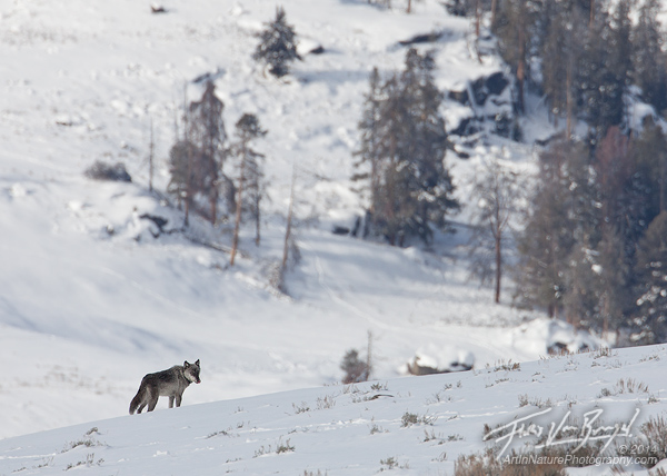 Yellowstone Wolf, Lamar Valley, Yellowstone National Park
