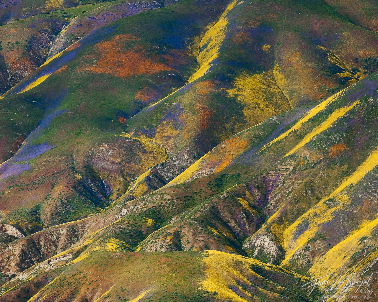 Temblor Range Flowers Aerial, Carrizo Plains National Monument, California, monet's palette, wildflower, 2010, spring