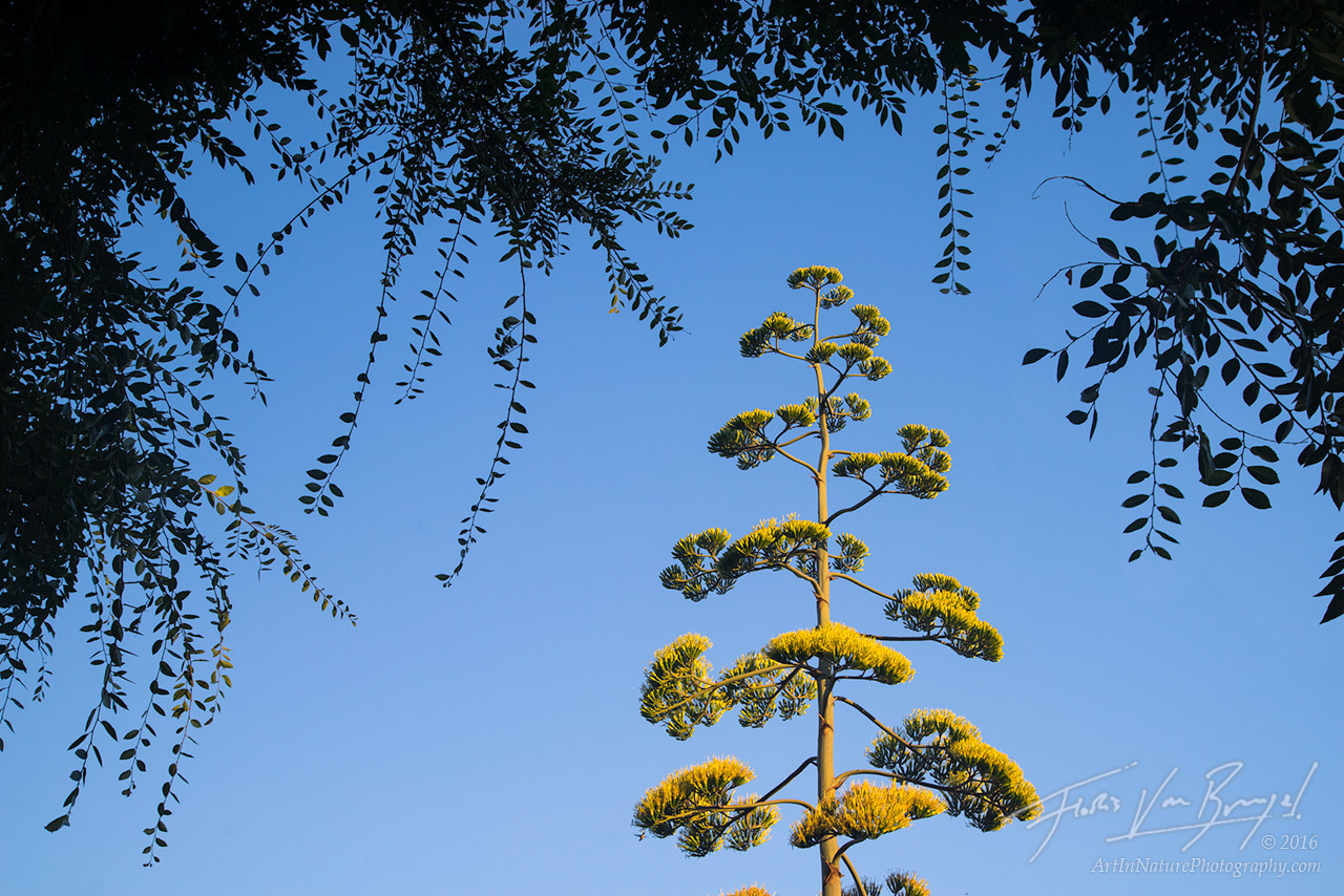 Blooming, Century plant, Agave americana
