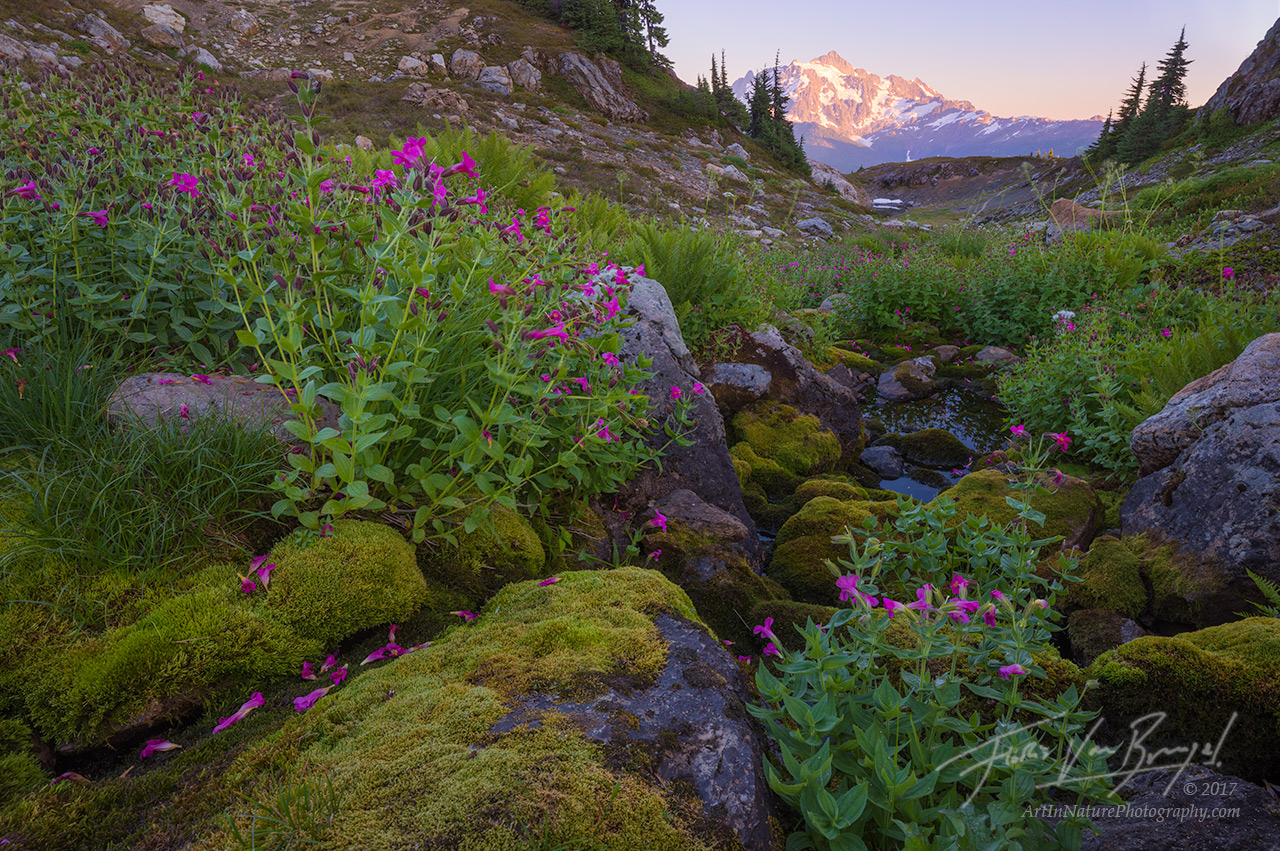 Summer Flowers, Cascades, Washington