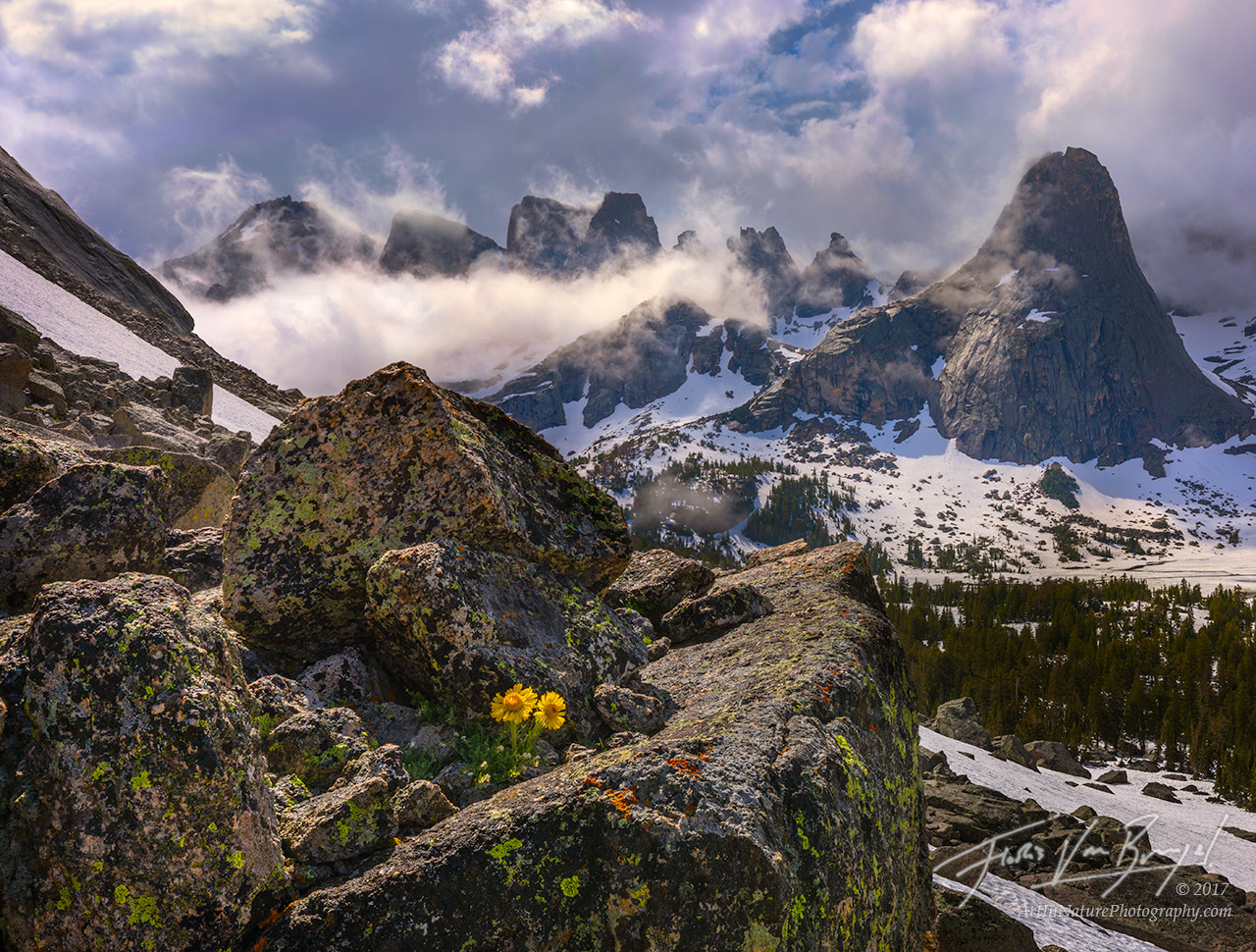 Cirque of Towers, Wind River Range, Flowers