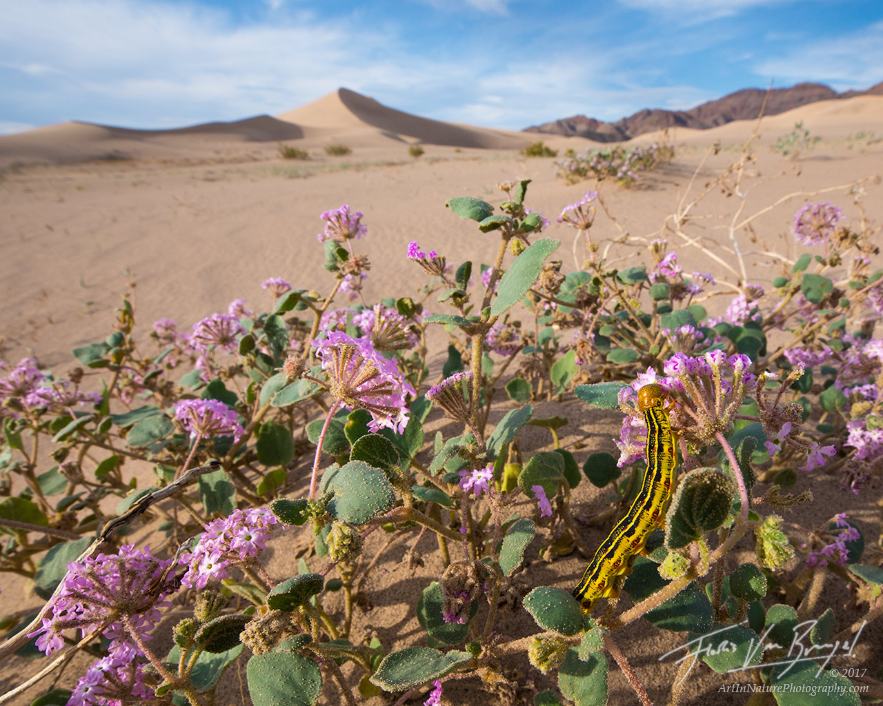 Caterpillar, Flowers, Death Valley National Park