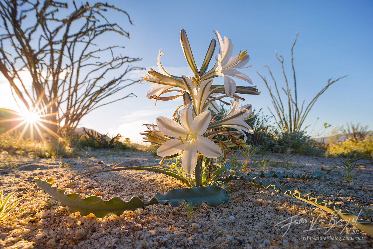 Desert Lily, Anza-Borrego, Spring