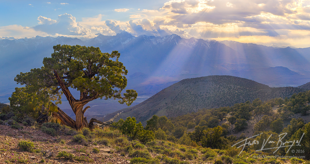 Juniper Tree, Inyo Mountains, Sierra Nevada