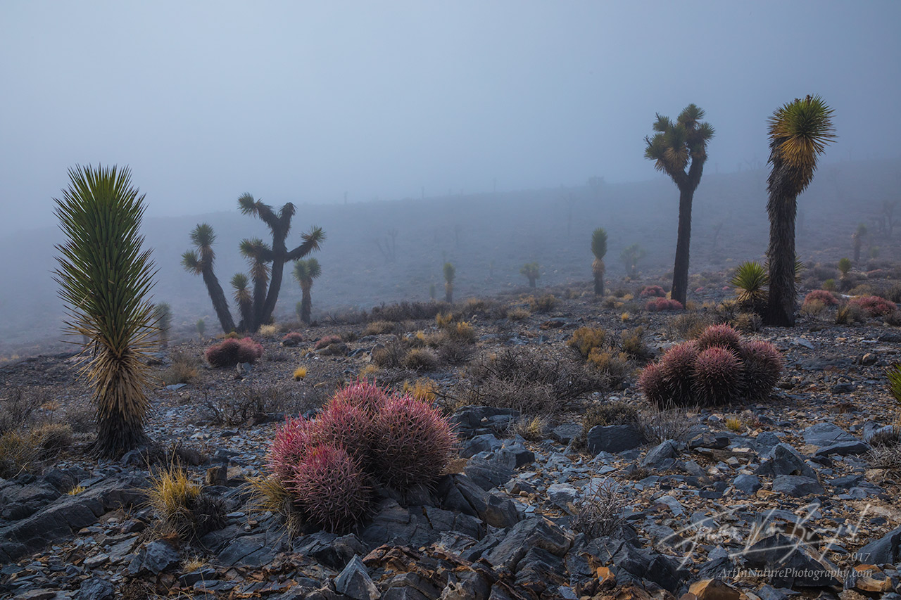 Joshua Trees, Fog, Death Valley National Park