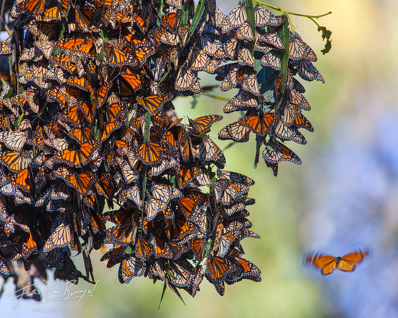 Monarch Butterflies, Pismo Beach, California