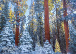 Giant Sequoias, Snow and Sunshine, Winter