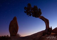 Juniper and Rock with Stars at Night, Joshua Tree National Park, California, a cosmic balance, 