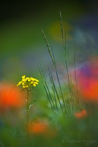 Alpine Wildflowers, Olympic National Park, Washington