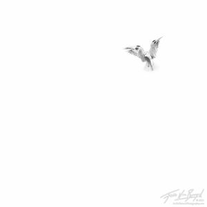 Angelic White-tailed Kite, Mount Diablo State Park, California, Elanus leucurus