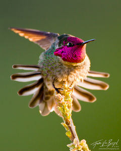 Anna's Hummingbird Stretching, Mount Diablo State Park, rolling hills, Calypte anna 