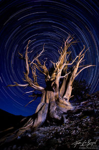Bristlecone Pine Light Painting and Star Trails, White Mountains, California, essence of time