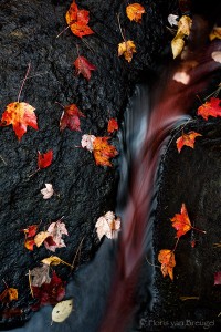 Fall Leaves and Stream, Adirondacks, New York, nature's blood, new england, autumn, red, leaves