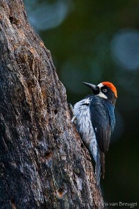 Acorn Woodpecker Melanerpes formicivorus, Eaton Canyon, California