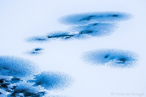 Ice Paintings
