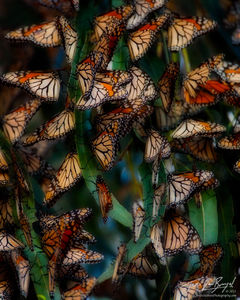 Monarch Butterflies Roosting in Grove, Pismo Beach, California, Danaus plexippus