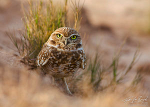 Burrowing Owl, Salton Sea, California