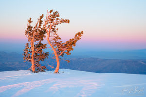 Winter Trees on Telescope Peak, Death Valley National Park, California, limber pine, alone and in love