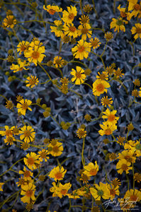 Brittle Brush Desert Blooms, Anza-Borrego State Park, California, spring