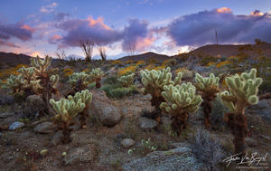 Teddy Bear Cholla Cactus Sunset, Anza-Borrego State Park, California, desert