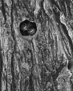 Baby Bluebirds Nest Cavity, Big Morongo Preserve, California, western bluebird, Sialia mexicana