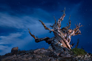 Ancient Bristlecone at Night with Light Painting, White Mountains, California, wicked witch of the west, Pinus aristata
