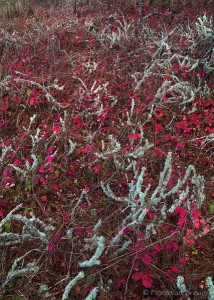 Poison Oak Fall Color, Point Lobos, California, beautiful poison, monterrey, coastal forest