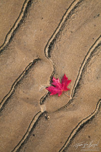 Maple Leaf Sand Abstract, Zion National Park, Utah, maple designs, fall, design