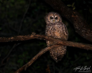 Spotted Owl Strix occidentalis, San Gabriel Mountains, California, IUCN, threatened