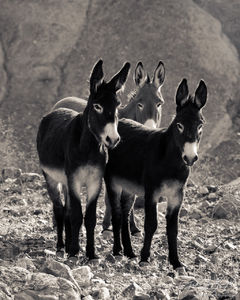 Wild Burros in Panamint Valley, Death Valley National Park, California, wild asses, ass, 