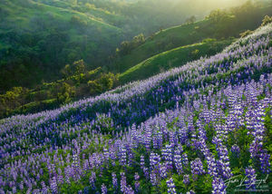 Spring Lupines, Santa Monica Mountains, California, spring fever, green, rolling hills, wildflowers, wildfire