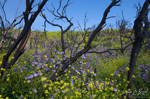 Flower Rebirth after Wildfire, San Gabriel Mountains, California, angeles national forest, station fire, flowers, spring