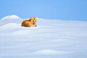 Red Fox in Snow, Lamar Valley, Yellowstone National Park, wyoming, snowy